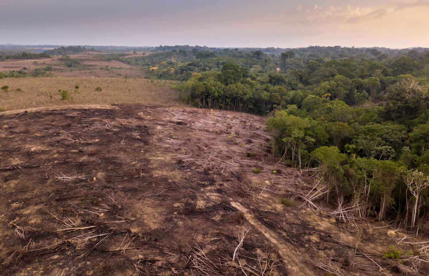 世界の森は急速に破壊されています。